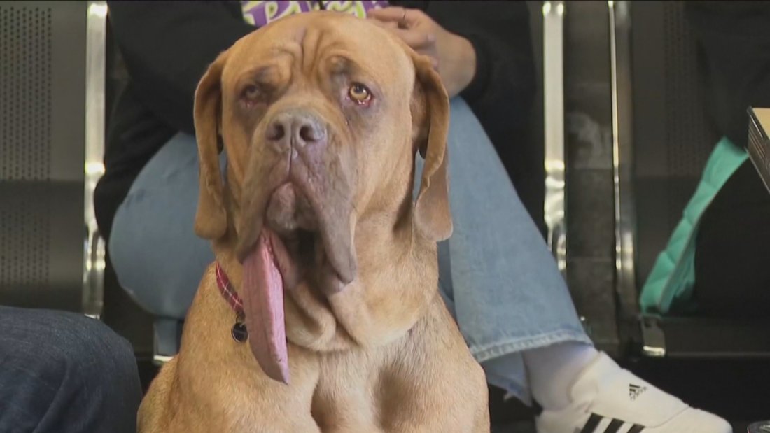 нов рекорд гинес дълъг език куче