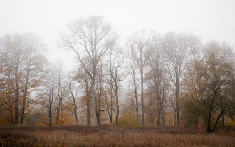В сутрешните часове отново ще бъде с мъгли или ниска