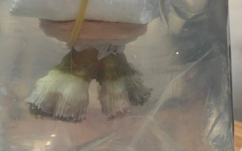 Customs Officers at Kapitan Andreevo Border Crossing Seize 5 Live Corals