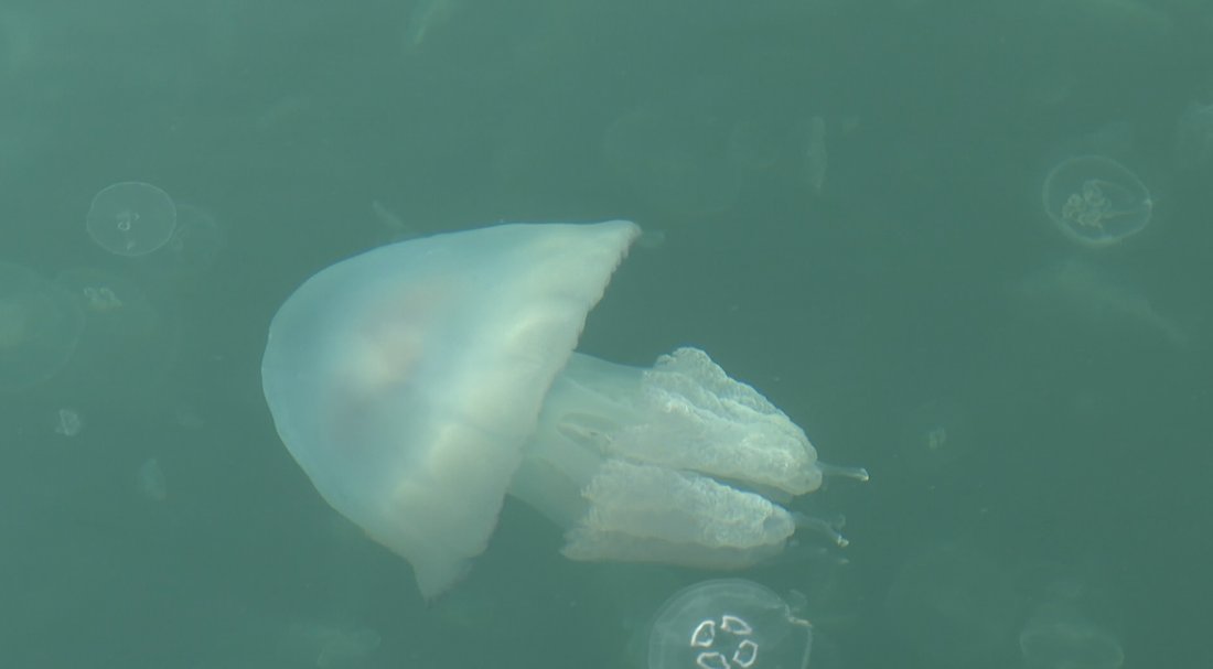 Seasonal Phenomenon: Large Numbers of Jellyfish Spotted in Waters off Varna Port