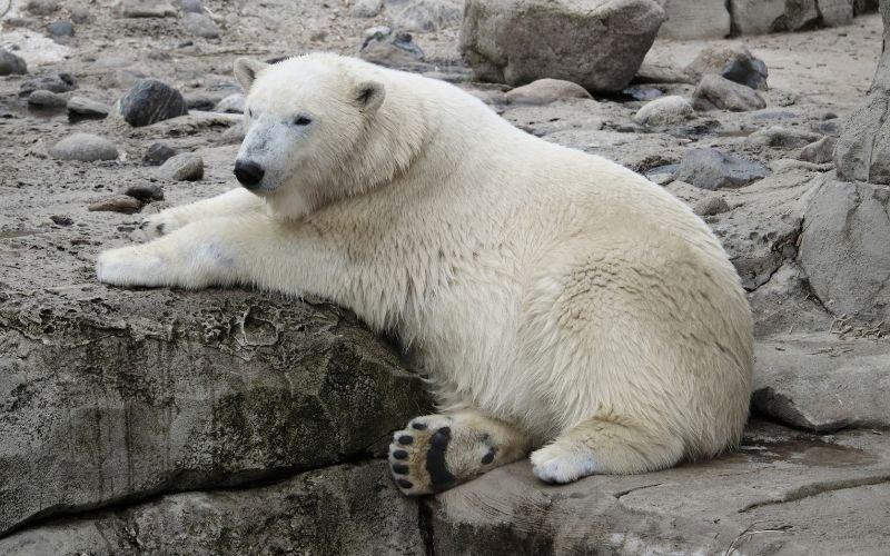 Полярна мечка осинови чужо мече