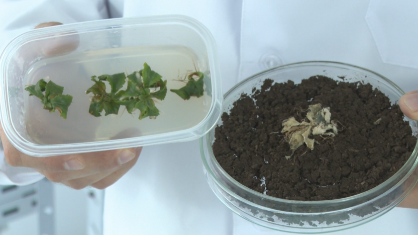 Реколтата от селскостопанска продукция у нас може да бъде поставена