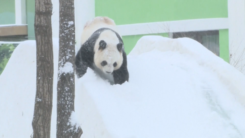 Снежно настроение: Гигантски панди в Китай се радват на снега (ВИДЕО)