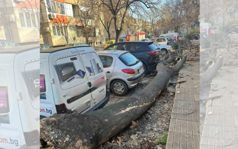 дърво падна два автомобила сопот