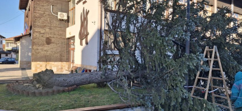 Бурният вятър изкорени десетки дървета в Югозападна България