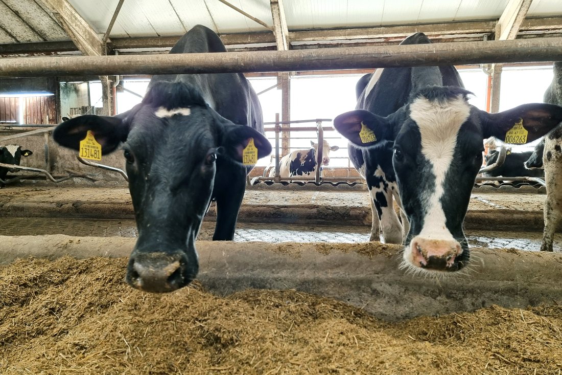 ново огнище болестта син език животните регистрирано смолян