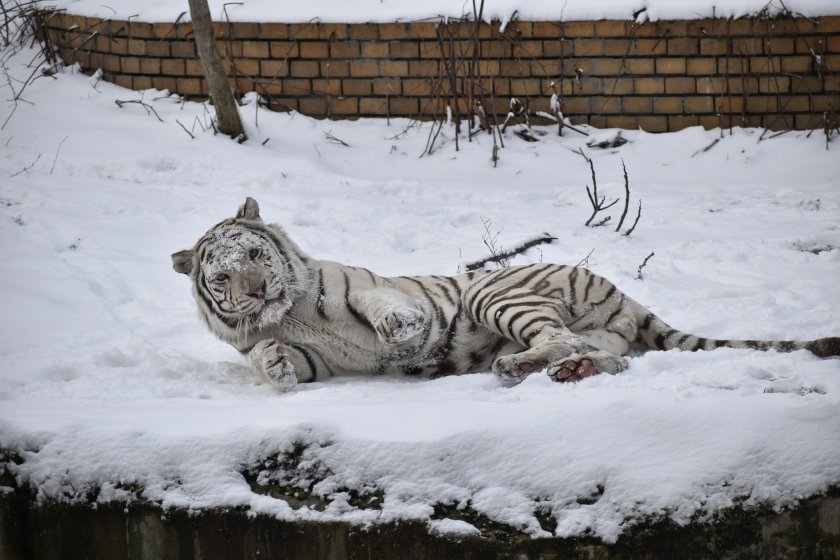 столичния зоопарк снегът донесе радост бенгалския тигър киафа снимки