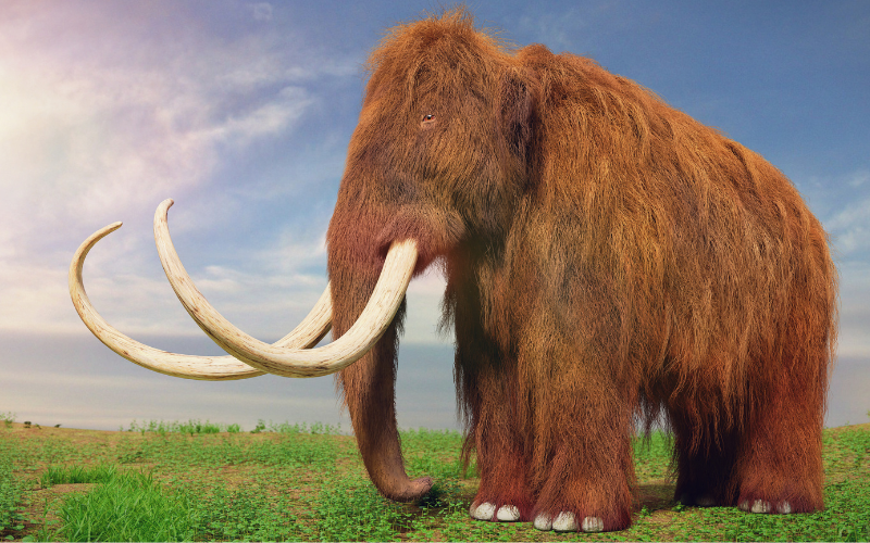 минералният глад причината измирането мамутите твърдят учени