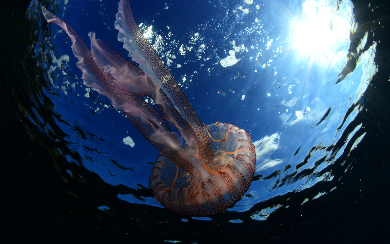 светещите води тасмания дължат климатичните промени