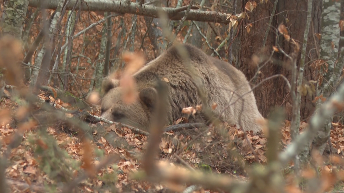 В деня, в който светът се прощава с Брижит Бардо,