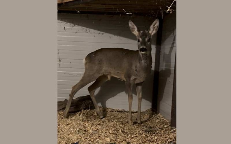 Бедстваща сърна получи втори шанс за живот, след като беше