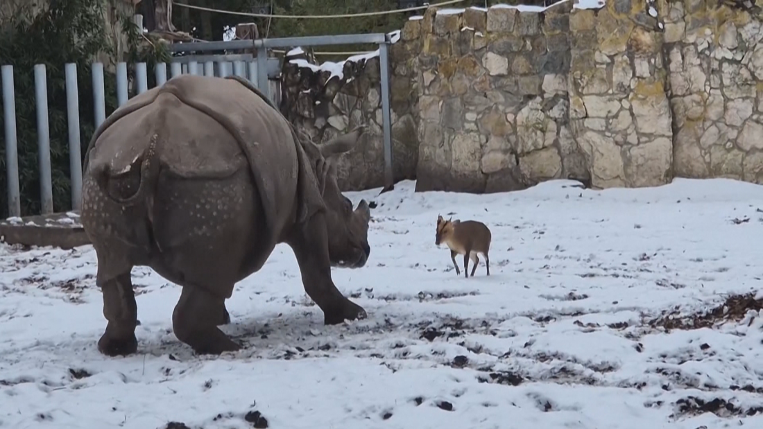 Еленче подгони индийски носорог