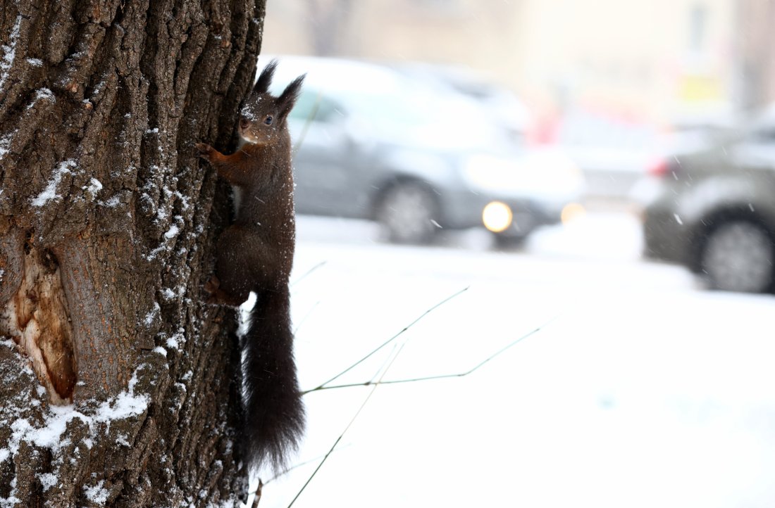 капана зимата непочистени улици тротоари софия студ лед сковаха страната обзор