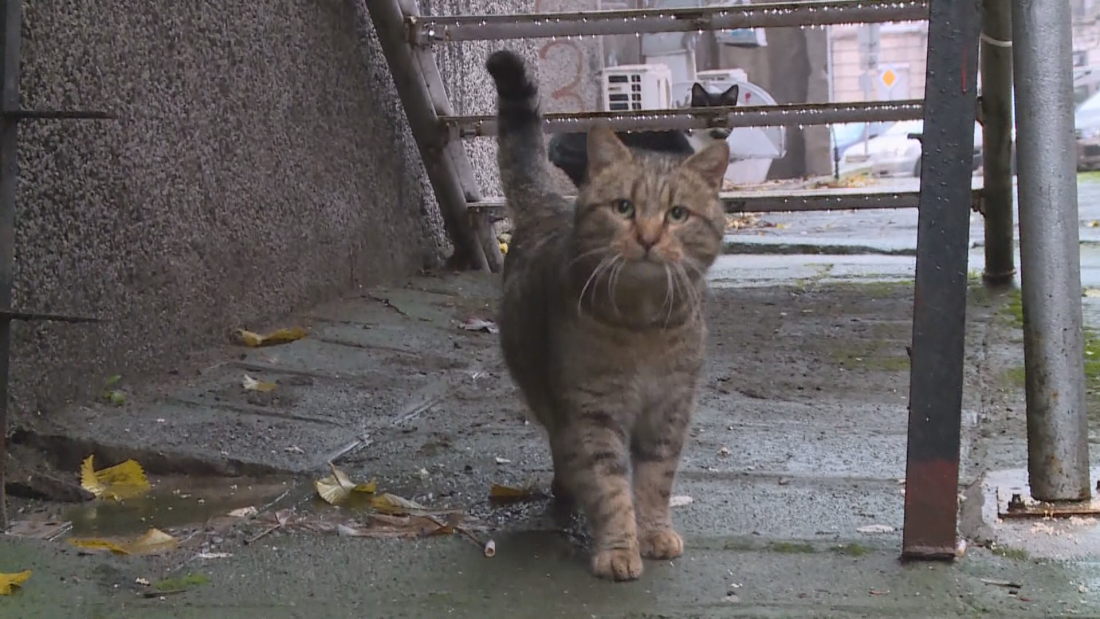 Все повече доброволци помагат на животните на улицата