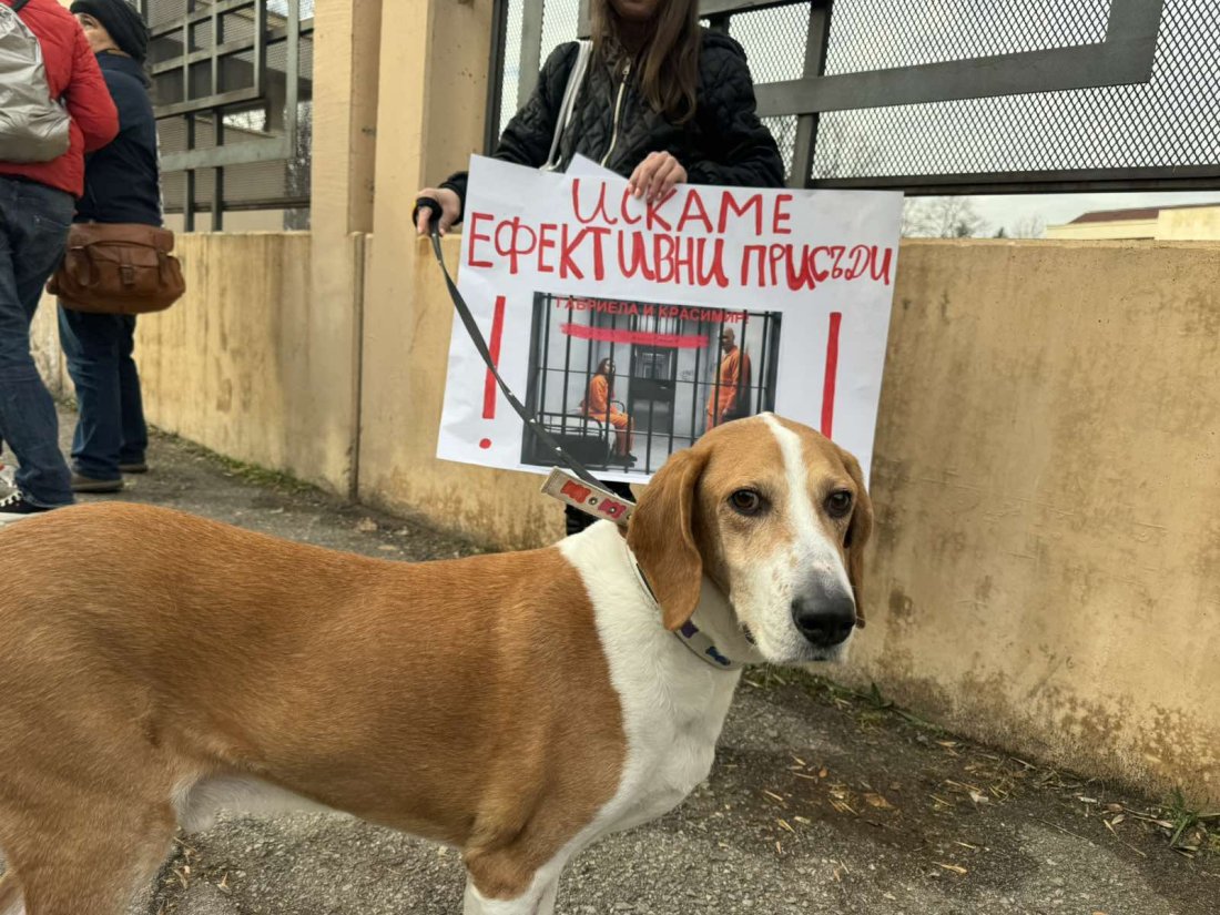 забравим страха очите протест искане ефективни присъди мъчителите животни перник