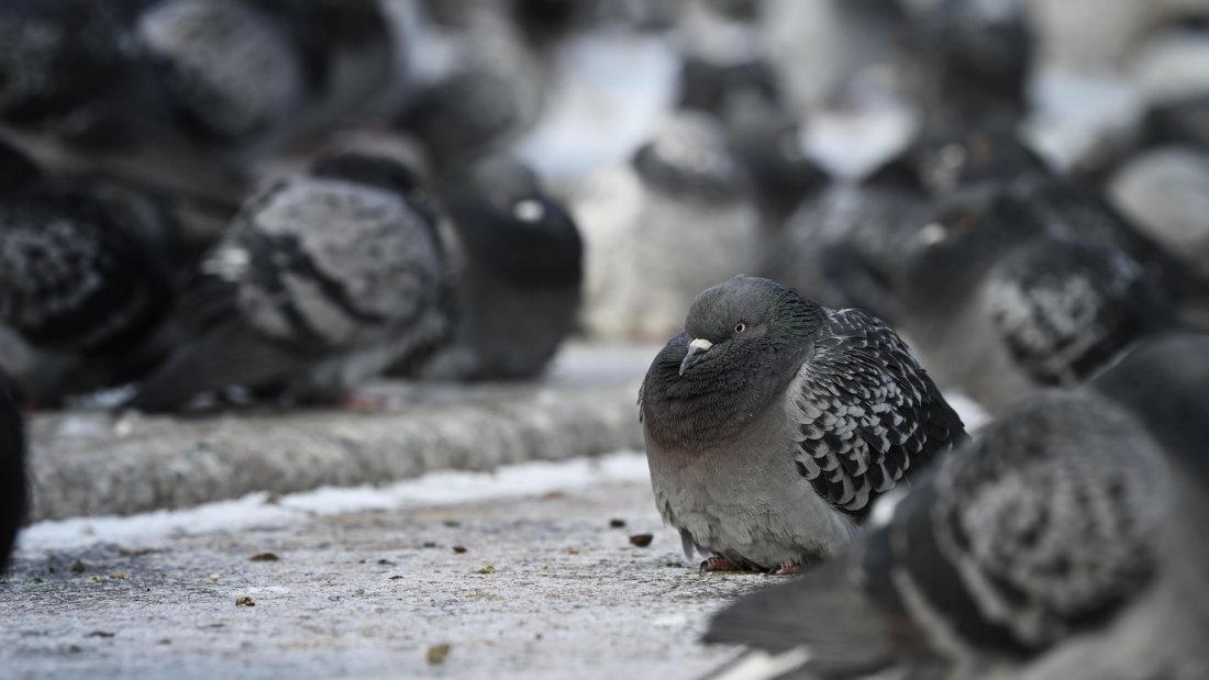 В близките дни ще се повишават и минималните, и максималните