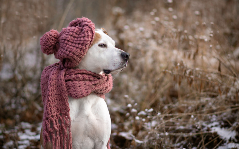 През деня със силен вятър от североизток ще нахлува по-студен
