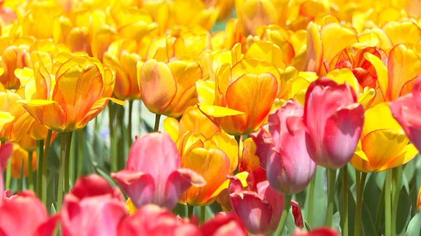 цветна феерия парад лалетата привлича посетители ботаническата градина балчик