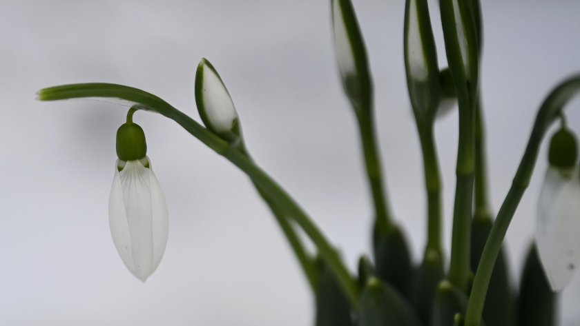 Сняг и дъжд ни очакват през следващите дни