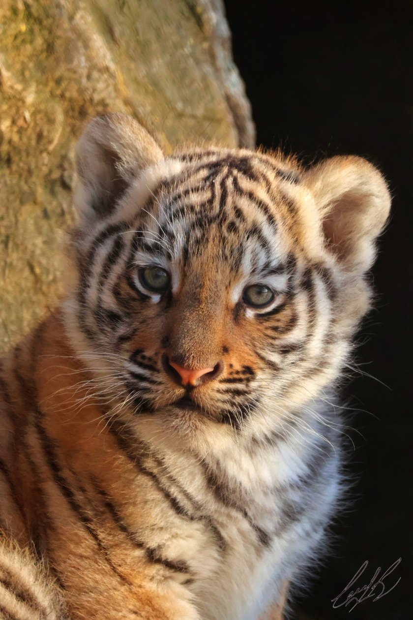 зоопарк стара загора търси име малкото тигърче снимки