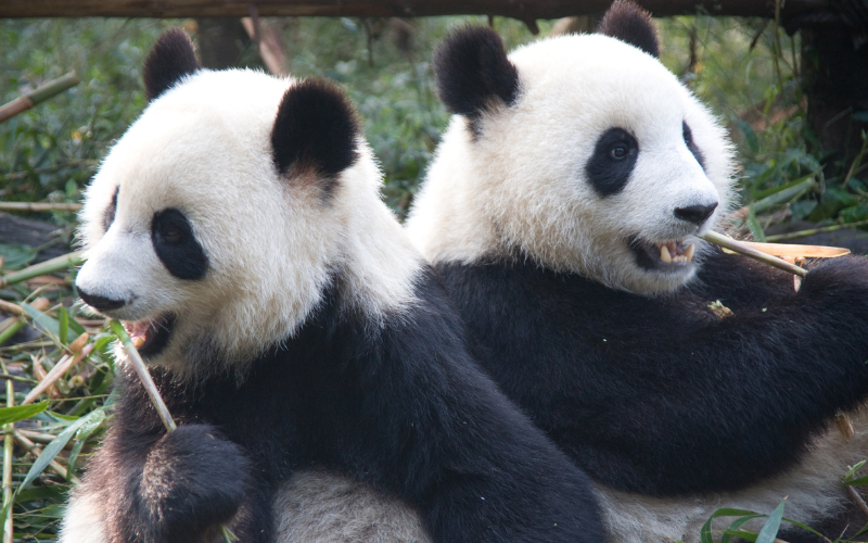 зоопарк франция сбогува две големи панди