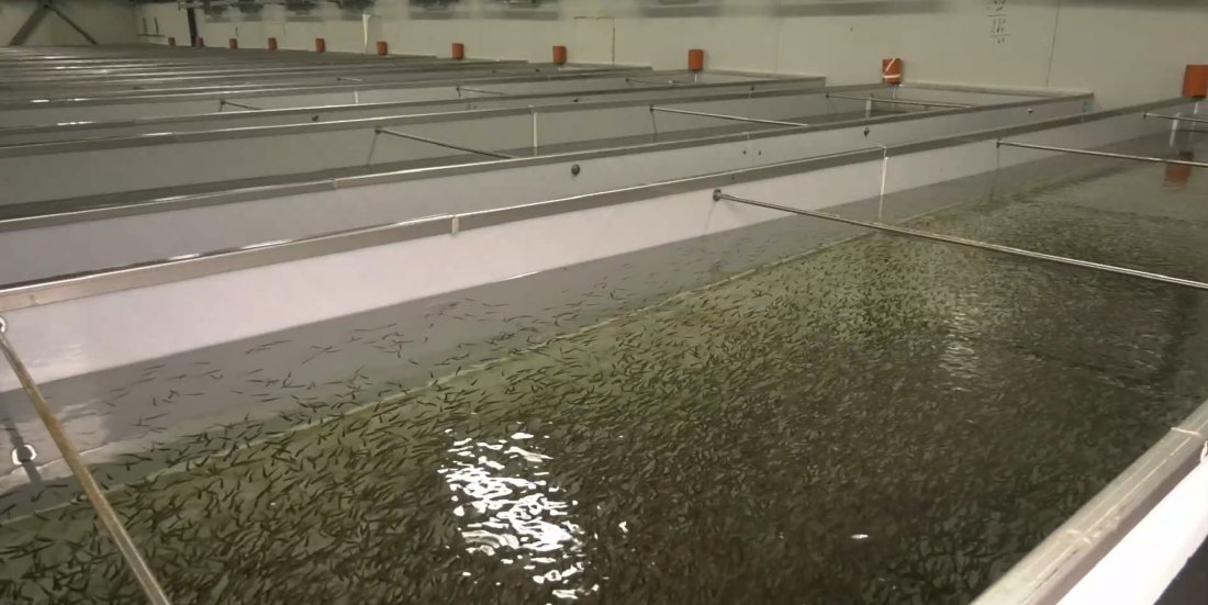 огромно количество мъртва риба открита карловско