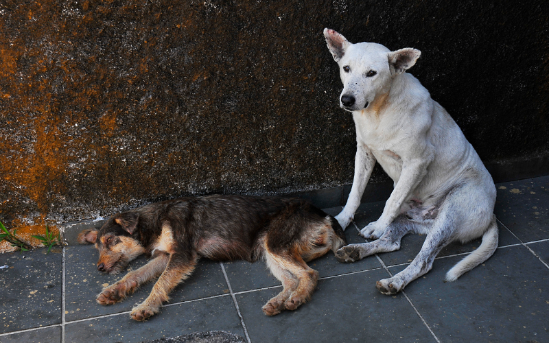 Близо месец след официалното въвеждане на еврото у нас, десетки