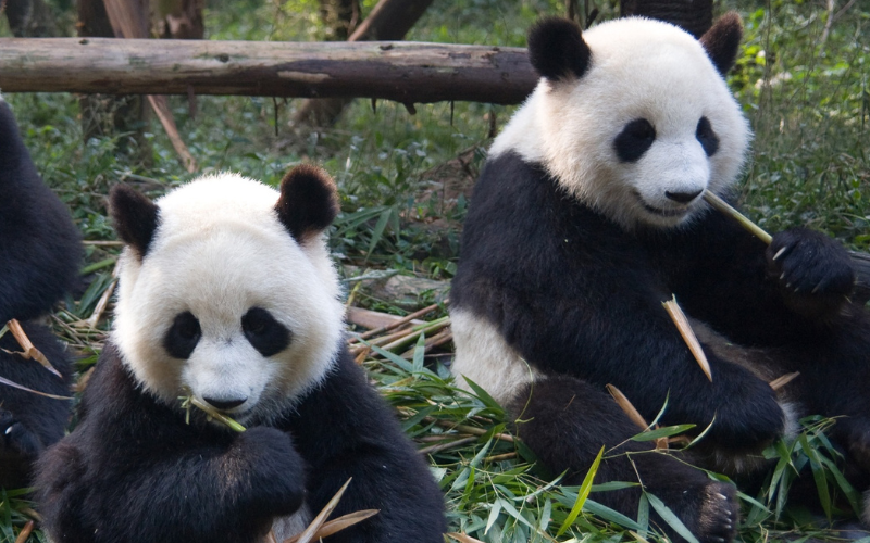 япония върне китай панди близнаци януари