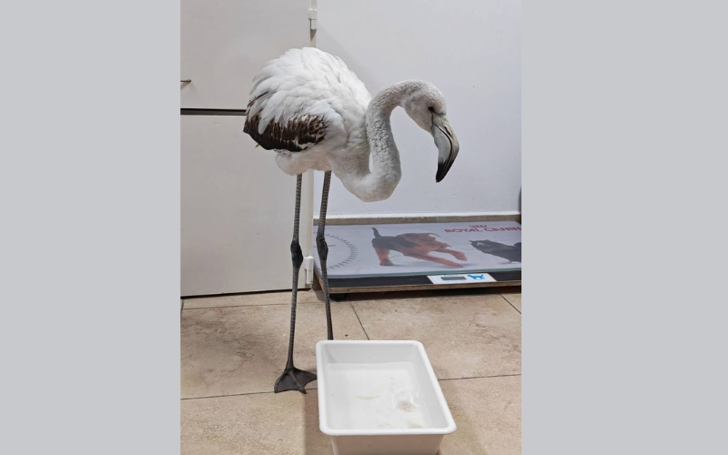 Спасиха младо фламинго, кацнало на пътя край бургаското село Братово