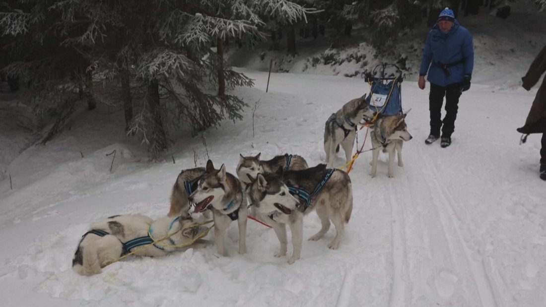Над 100 състезатели и техните 700 хъскита се включиха в