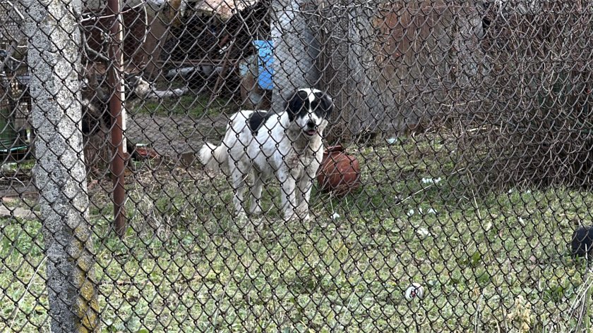 Агресивно куче нападна млада жена в Казанлък