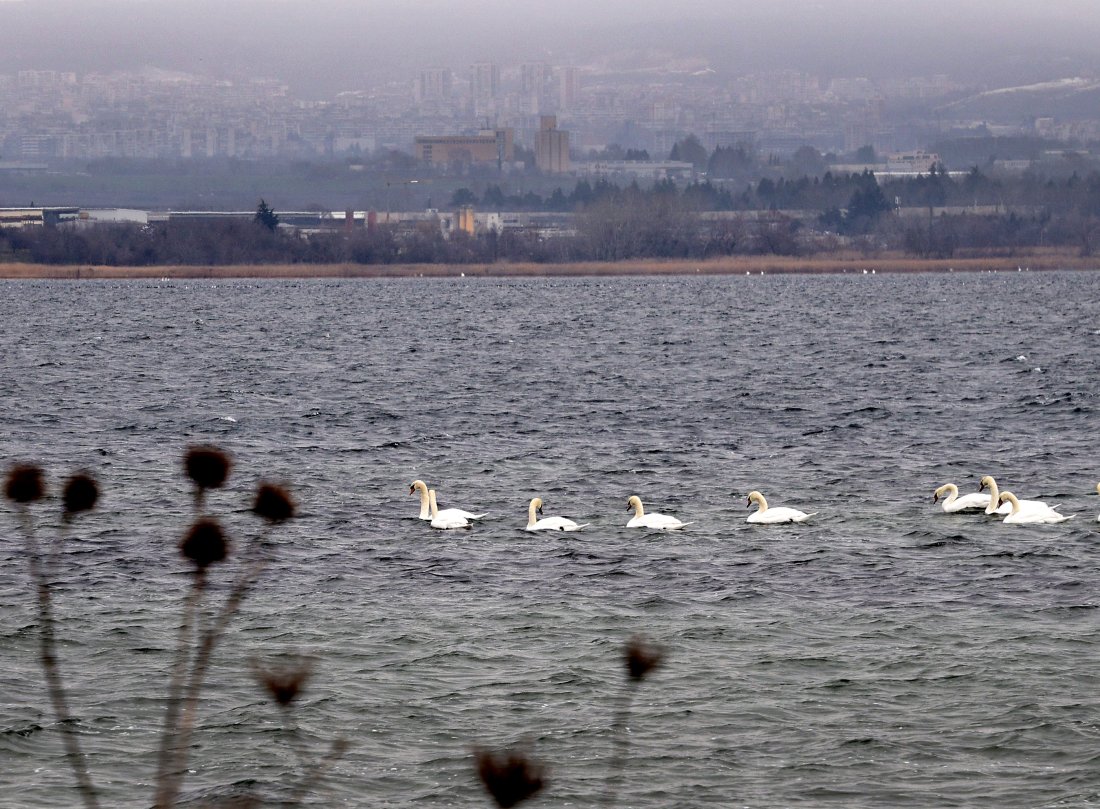 оценяват състоянието популацията водолюбивите птици годишното преброяване