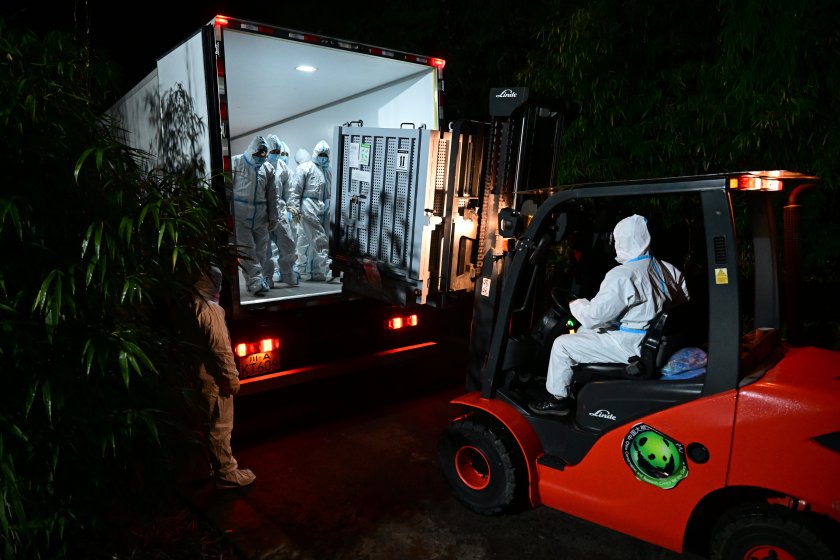 родените япония панди близнаци сяо сяо лей лей бяха посрещнати китай