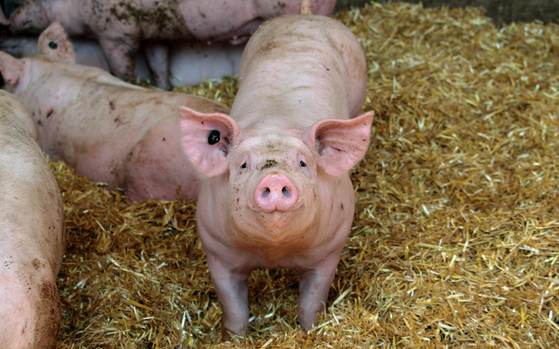 близо 6000 прасета умъртвени свинеферма западна румъния заради огнище африканска чума