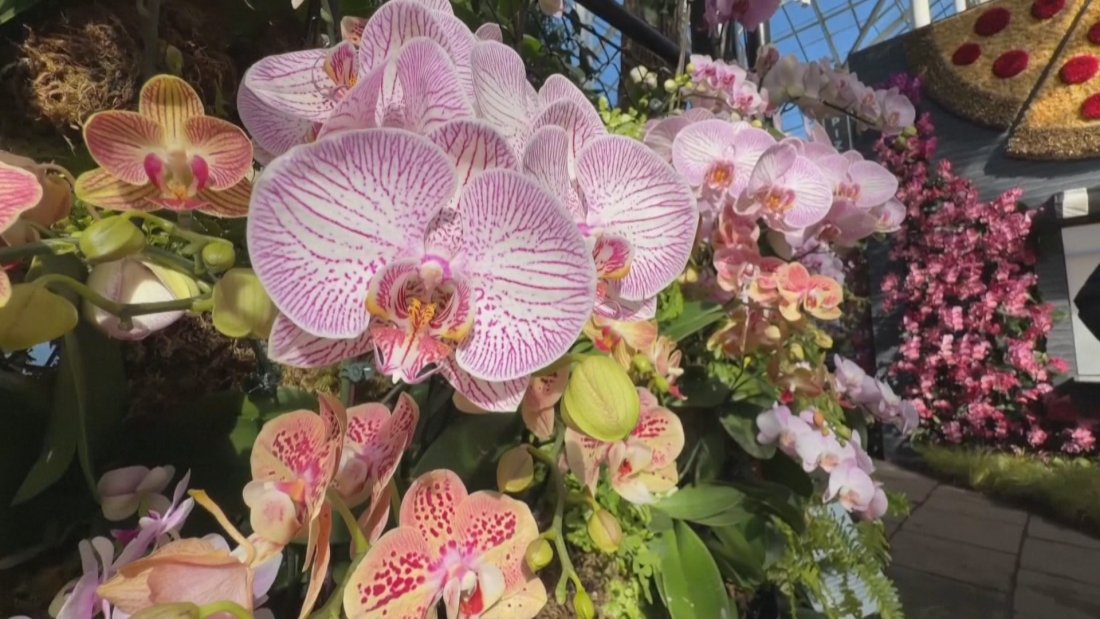 Шоу на орхидеите отвори в Ботаническата градина в Бронкс. Изложението