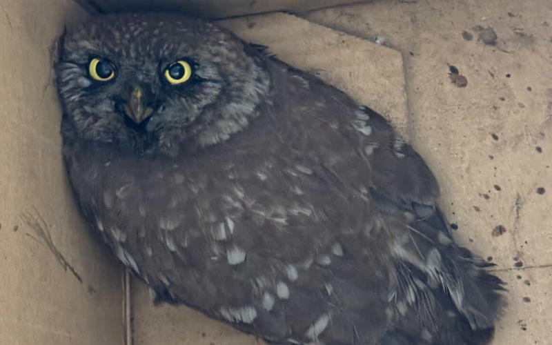 Екип на РИОСВ - София спаси кукумявка, попаднала в комин