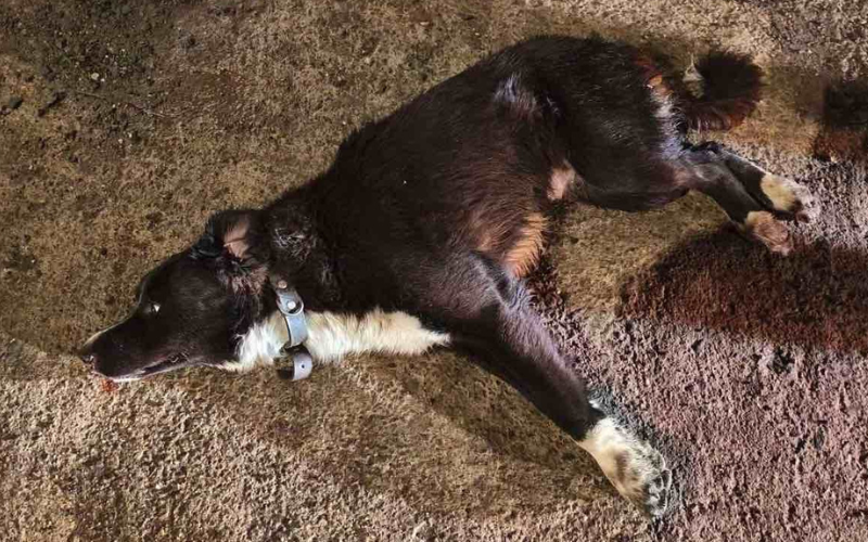 спасиш живот едно ранено куче обедини бургазлии