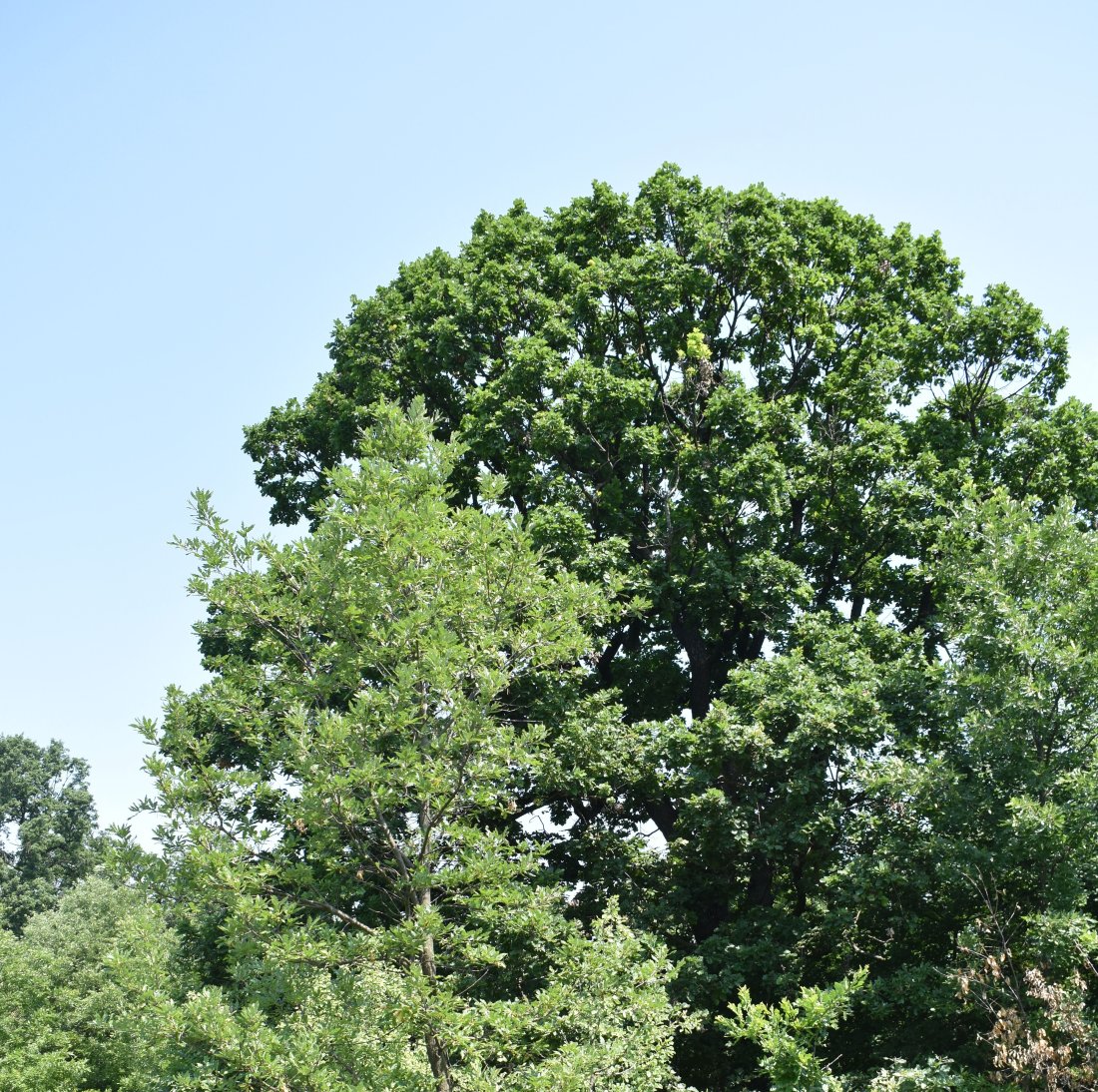 вековни дървета