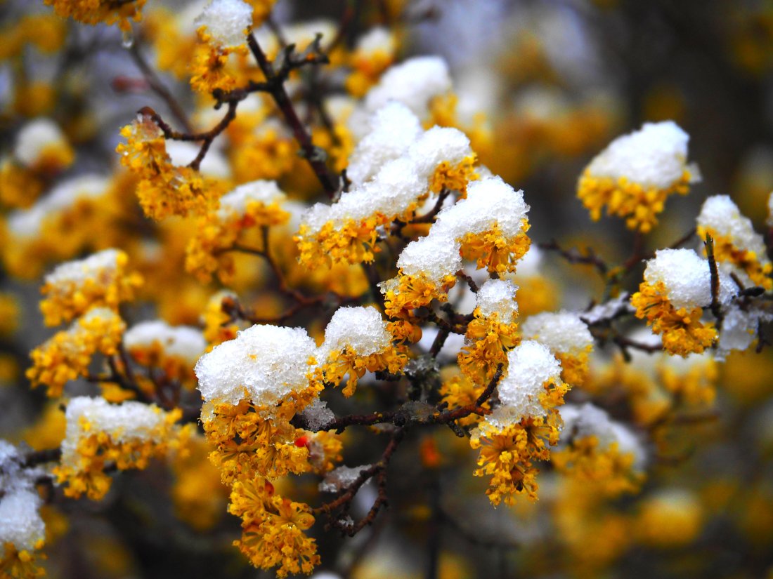 След по-топлото време до края на седмицата идва ново застудяване