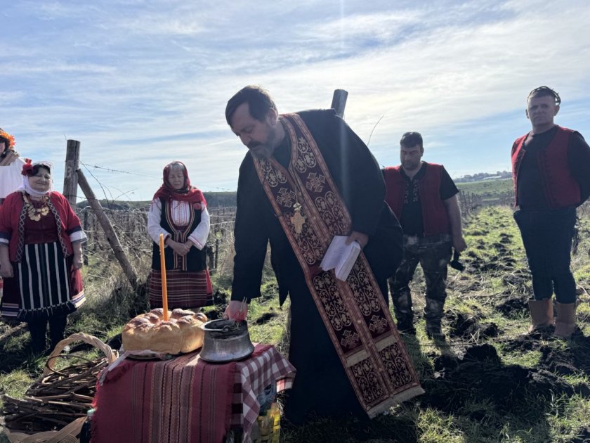 Трифон Зарезан в с. Александрово: Българи и чужденци рамо до рамо в лозята