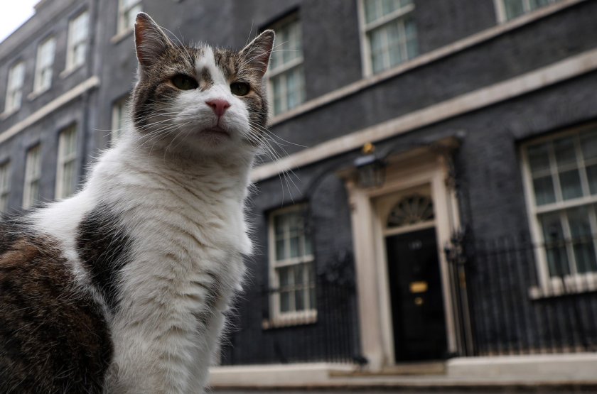 котаракът лари постоянният господар даунинг стрийт снимки