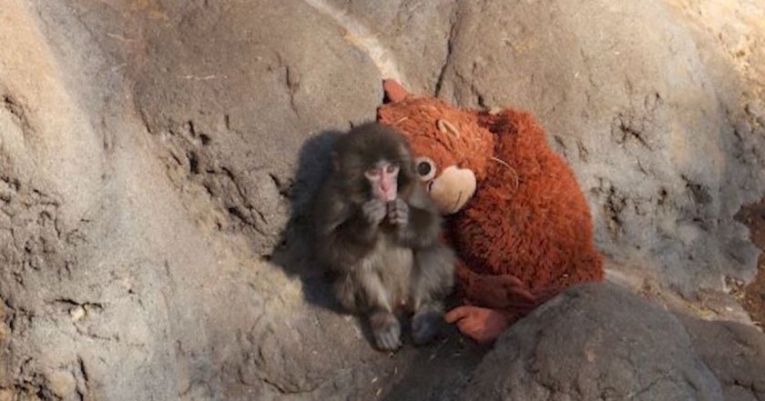 Маймунката Пънч и плюшената играчка, която ѝ помогна да оцелее