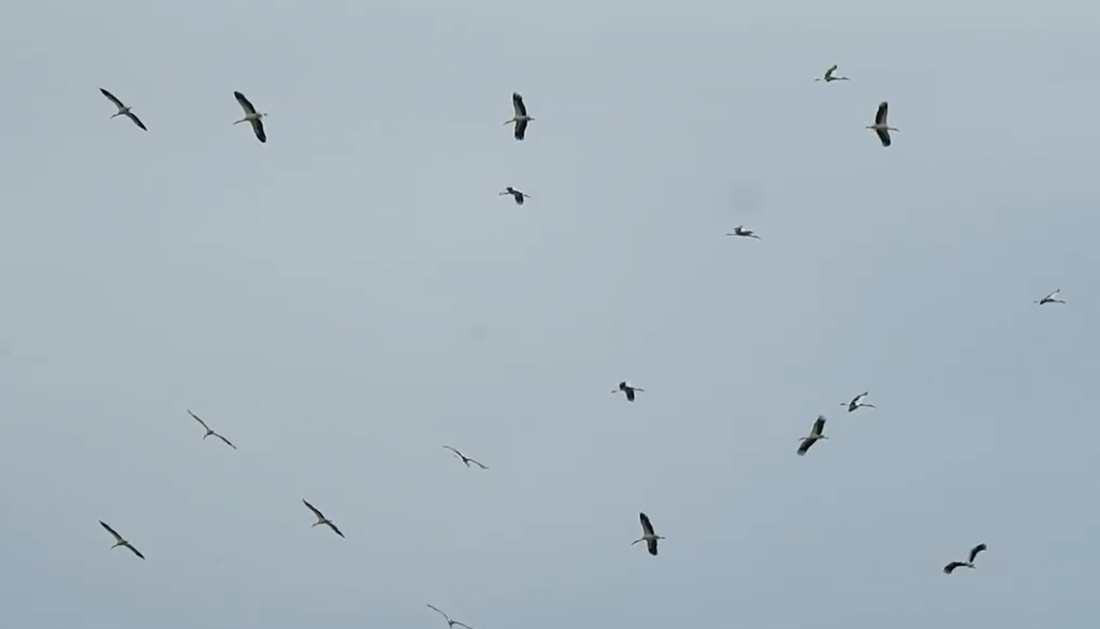 First Storks Sighted in the Skies Above Burgas