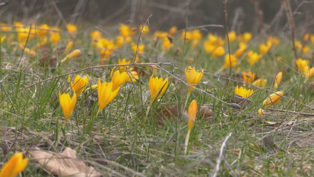 С усещане за пролет: В Кърджали цъфнаха минзухари и бадеми