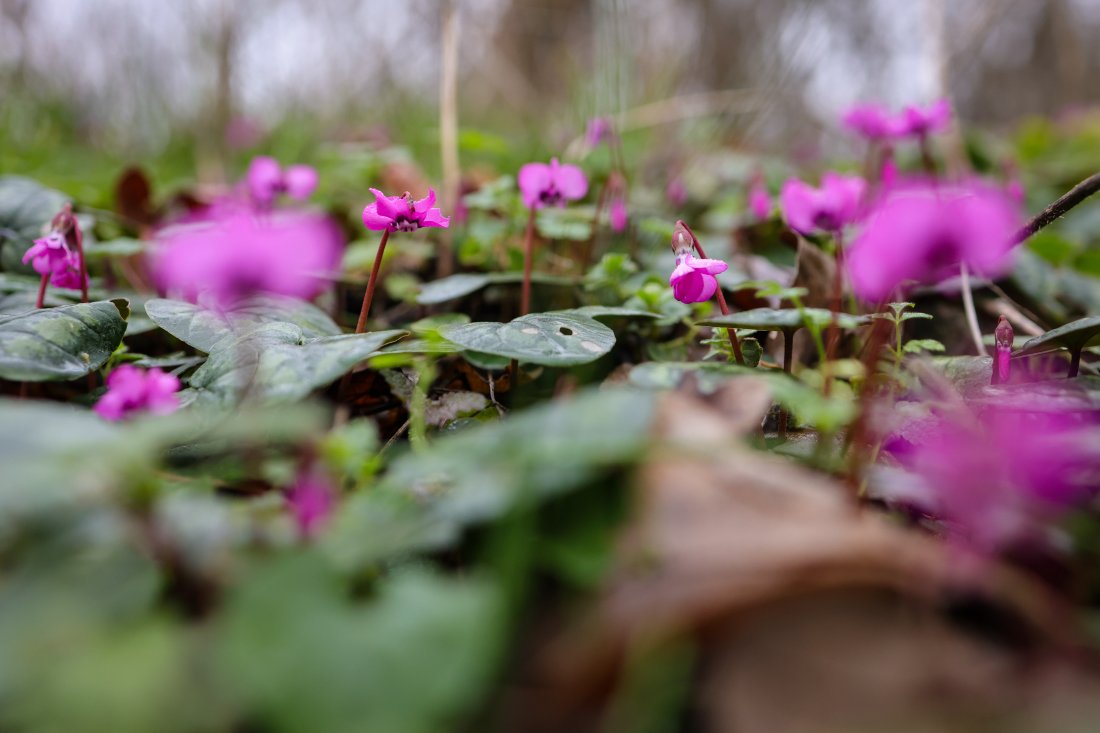 Слънчево време и днес, и утре
