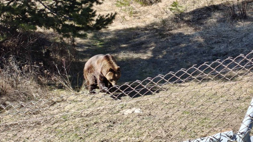 паркът мечки белица обитатели гордо флоренция първи път виждат сняг
