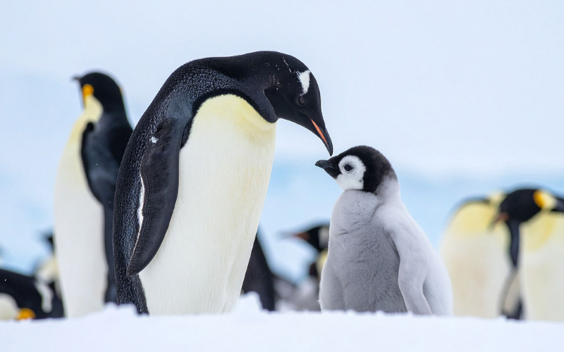 климатични промени застрашават императорските пингвини предупреждават учени