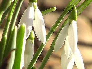 първите кокичета цъфнаха врачанско