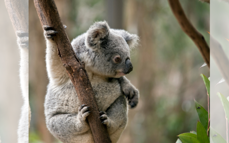 изследване днк оспорва страховете изчезването коалите австралия