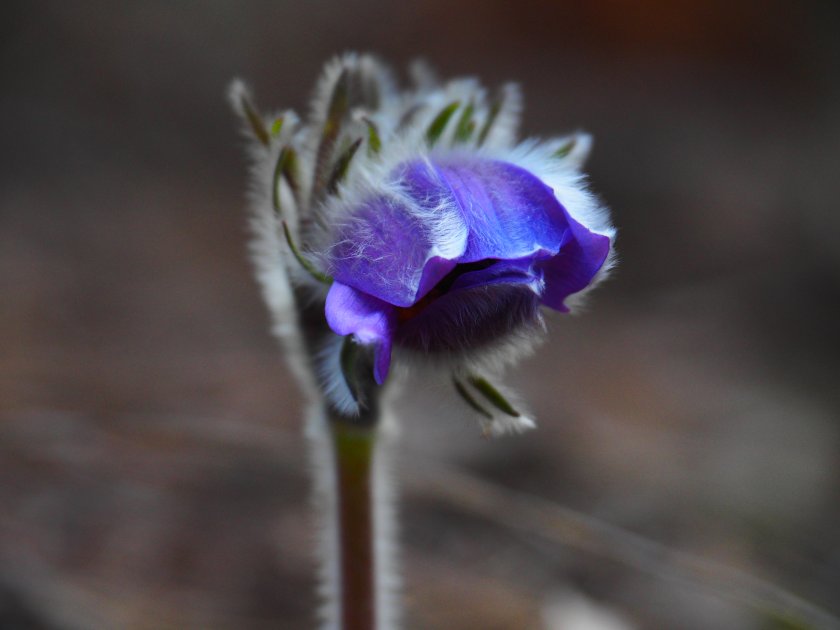 слънчево топло време новата седмица